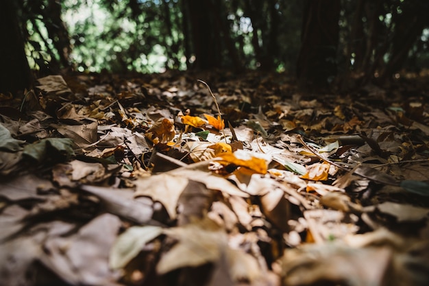 Feche a vista das folhas de outono no chão na floresta