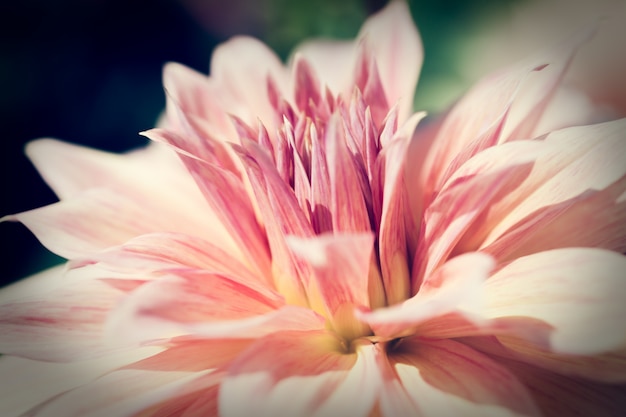 Feche acima da flor macro