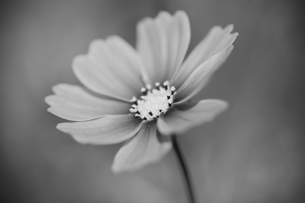 Feche acima da flor macro