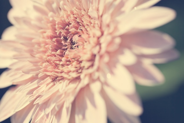 Feche acima da flor macro