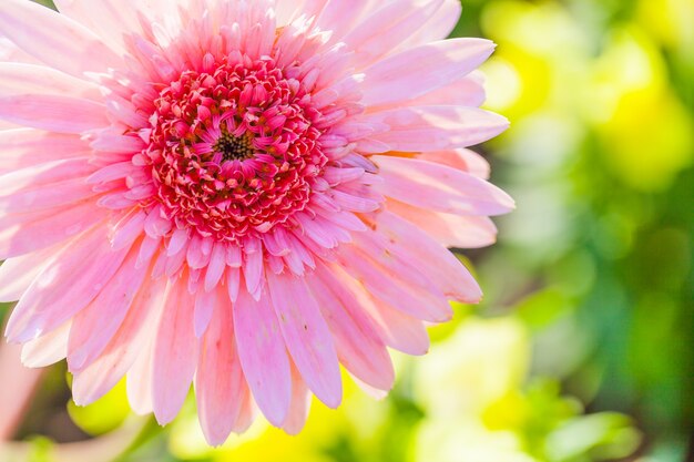 Feche acima da flor macro