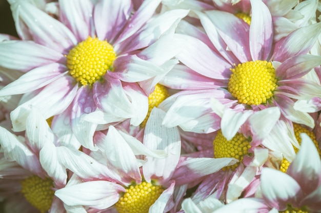 Feche acima da flor macro