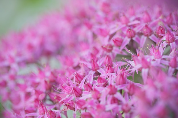 Feche acima da flor macro