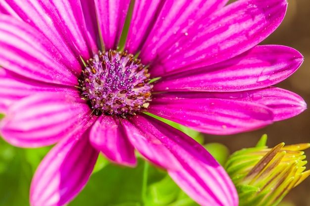 Foto grátis feche acima da flor macro