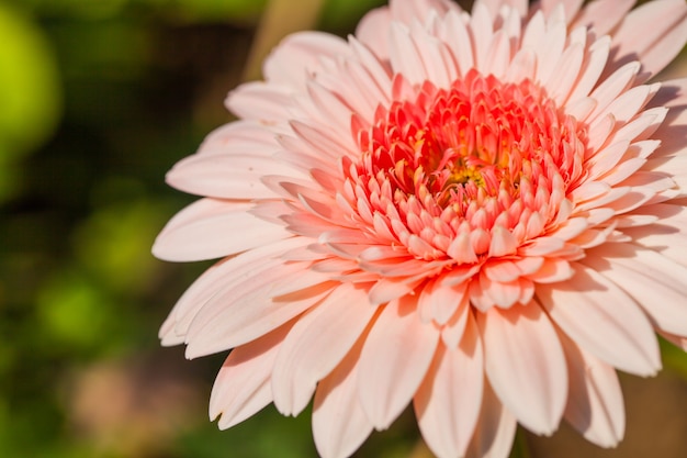 Feche acima da flor macro