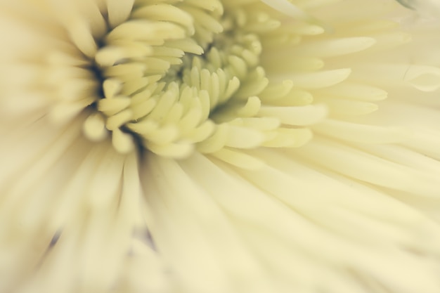 Foto grátis feche acima da flor macro