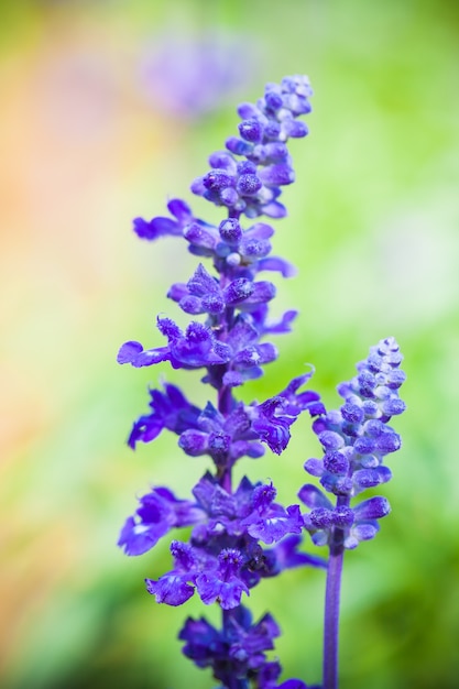 Feche acima da flor macro