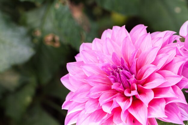 Feche acima da flor macro