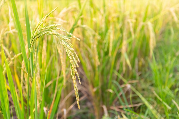 Feche acima da planta de arroz paddy.