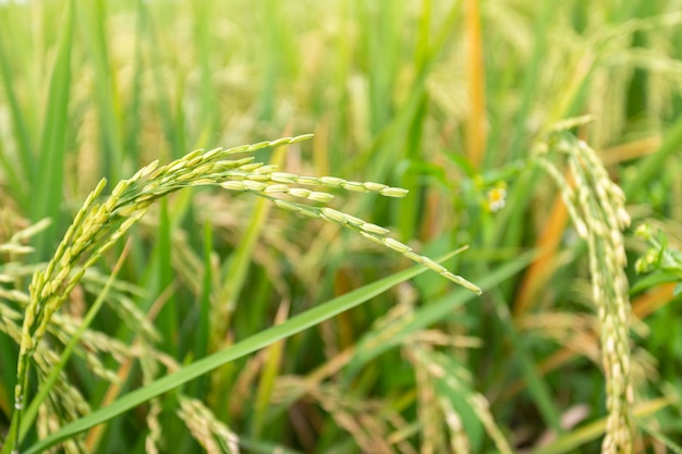 Feche acima da planta de arroz paddy.