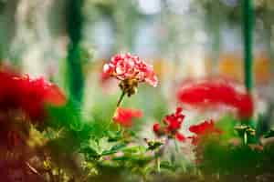 Foto grátis feche acima das flores vermelhas sobre blury