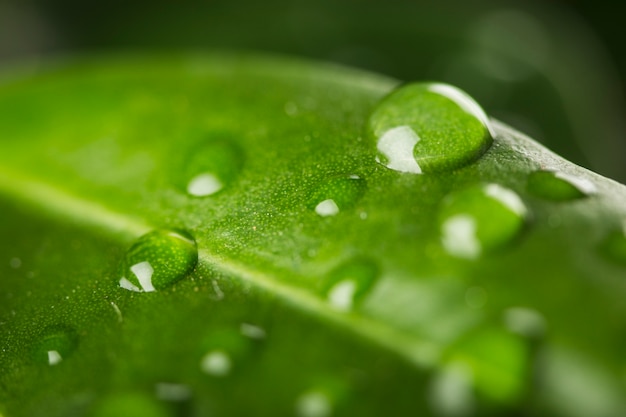 Feche acima das gotas de água nas folhas