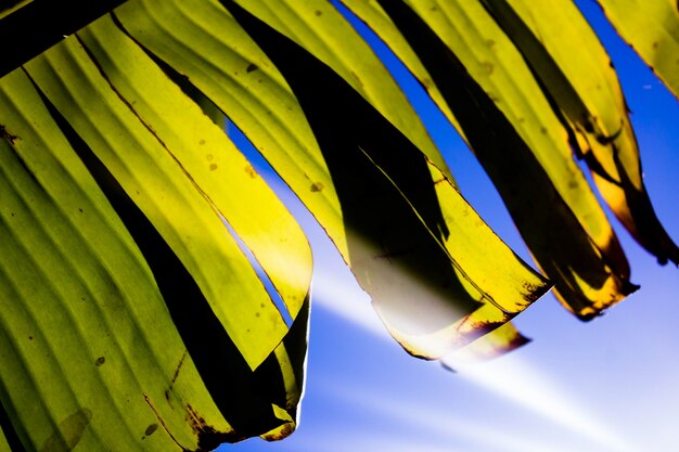 Feche acima de folhas de banana no céu azul