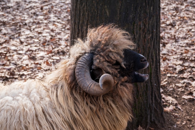 Foto grátis feche acima de um carneiro de veado selvagem