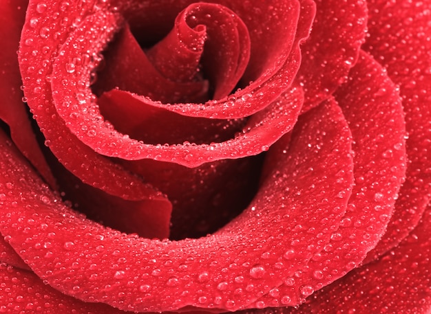 Feche acima do tiro de gotas de água sobre uma rosa vermelha