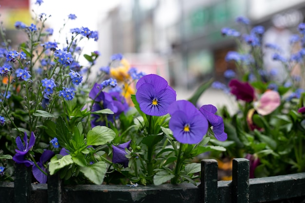 Feche as flores tricolor da viola em um canteiro de flores