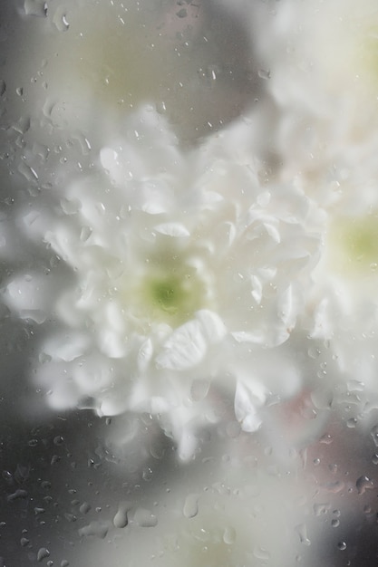 Foto grátis feche as lindas flores desabrochando