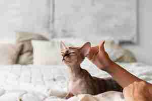 Foto grátis feche as mãos acariciando um gato sem pêlos