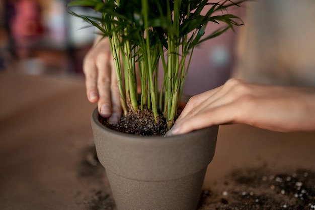 Foto grátis feche as mãos com a planta no vaso