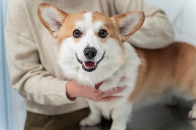 Feche as mãos segurando o corgi