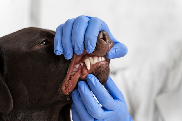 Feche as mãos verificando a boca do cachorro