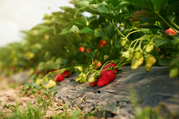 Feche de morangos orgânicos maduros vermelhos na planta em estufa moderna. Conceito de deliciosas frutas frescas crescem no jardim no mato.