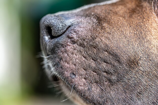 Feche de nariz de cachorro, nariz de labrador em foco.