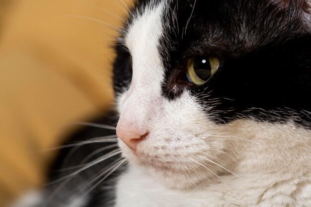 Feche o adorável gato dentro de casa