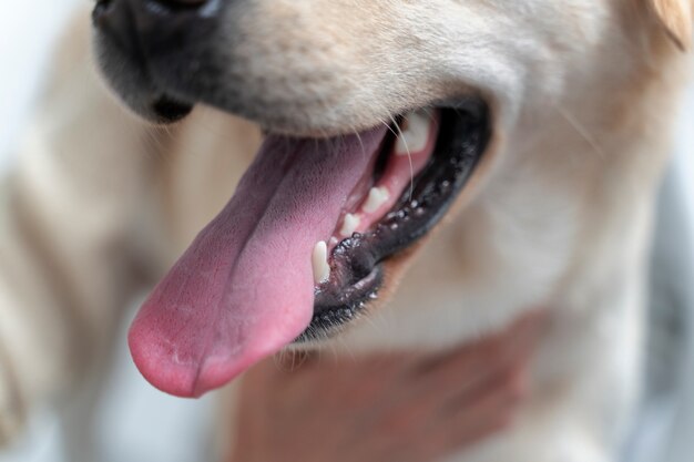 Feche o cachorro fofo com a língua de fora