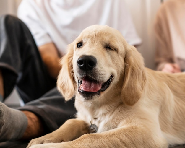 Feche o homem e o cachorro dentro de casa