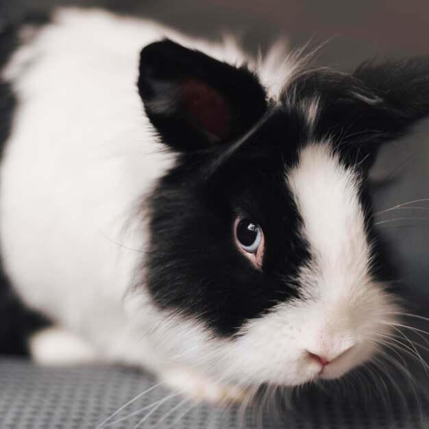 Feche o lindo coelho preto e branco