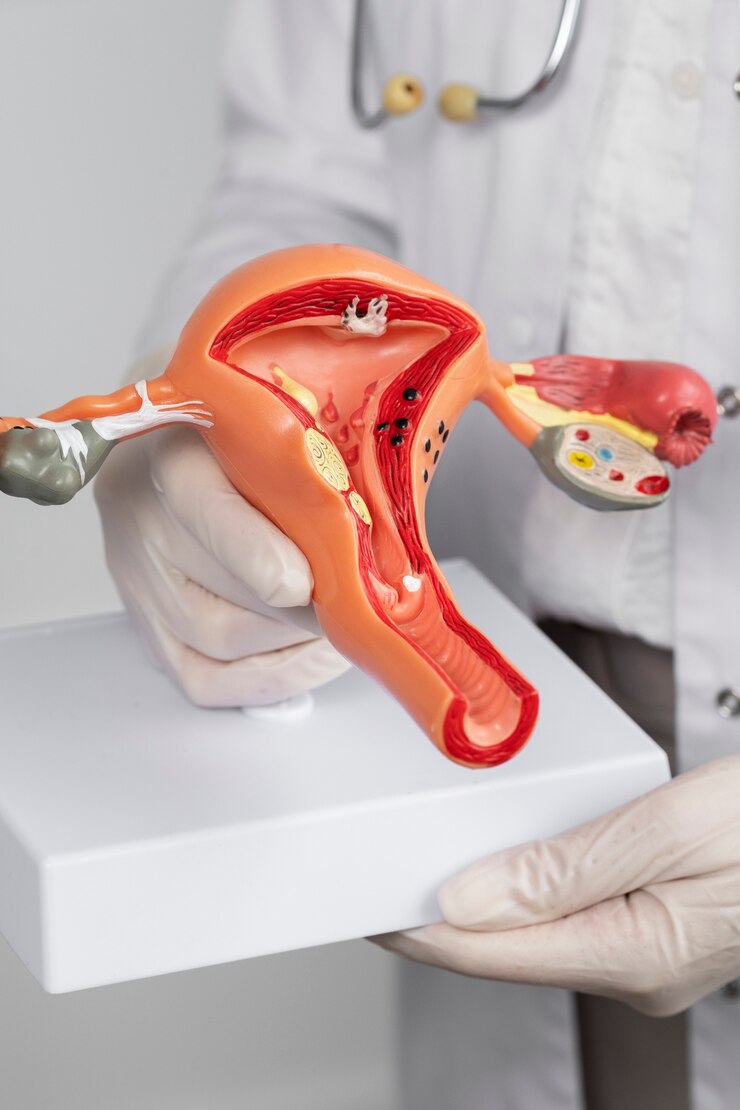 Foto grátis feche o médico segurando o modelo anatômico