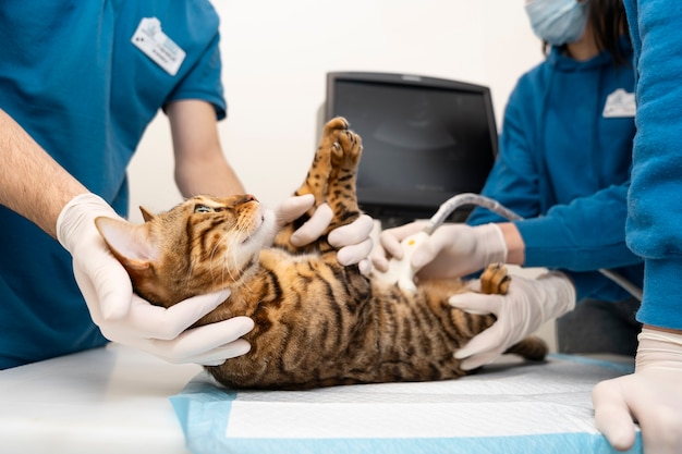 Feche o médico verificando a barriga do gato