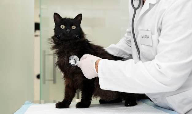 Feche o médico verificando o gato