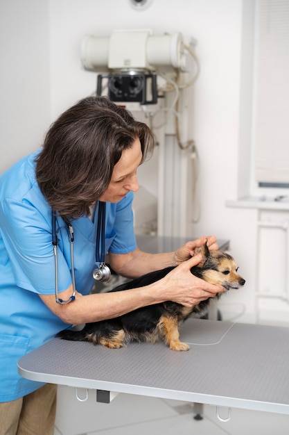 Feche o médico veterinário cuidando do animal de estimação