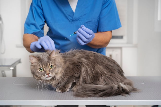 Foto grátis feche o médico veterinário cuidando do animal de estimação