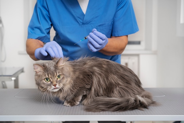 Feche o médico veterinário cuidando do animal de estimação