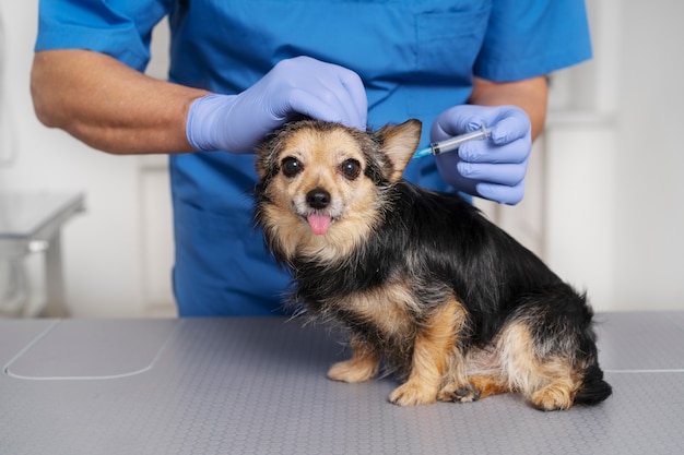 Feche o médico veterinário cuidando do animal de estimação