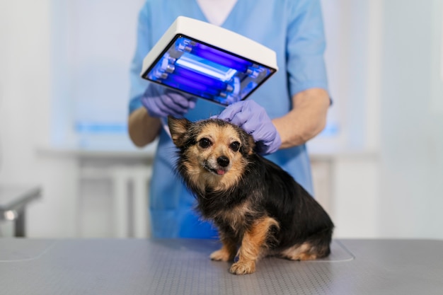 Foto grátis feche o médico veterinário cuidando do animal de estimação