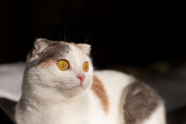 Foto grátis feche o retrato no lindo gato