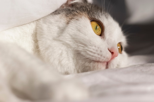 Foto grátis feche o retrato no lindo gato