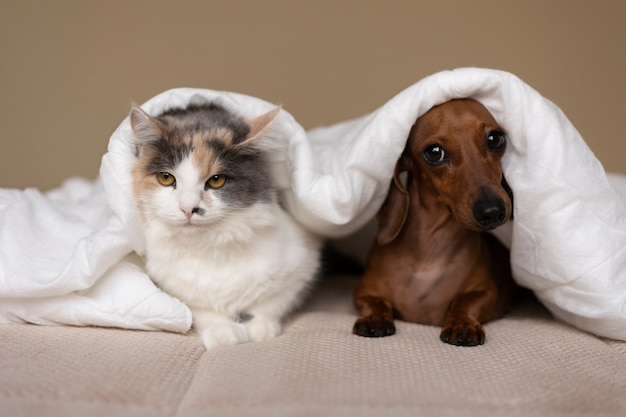 Foto grátis feche o retrato no lindo gato