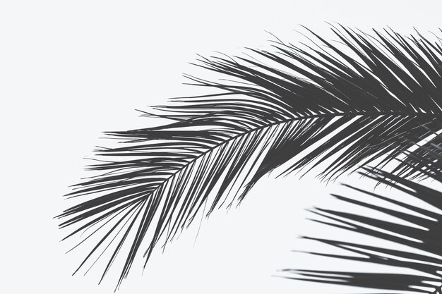 Feche o tiro da folha de palmeira com uma superfície branca