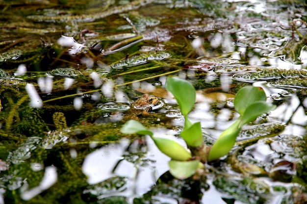 Feche o tiro de plantas verdes na água