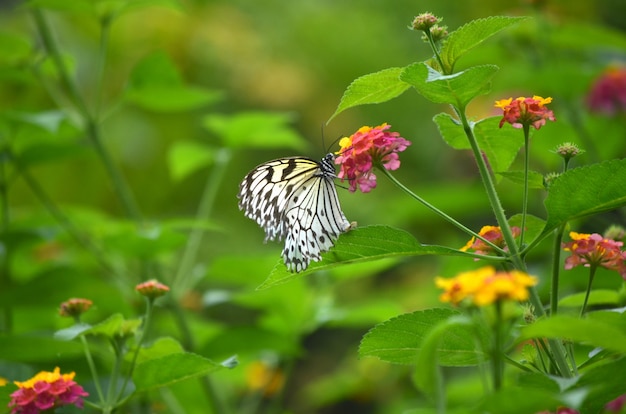 Feche o tiro de uma borboleta branca, sentado em uma flor roxa com um desfocado