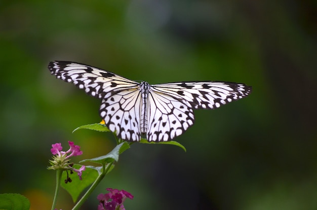 Feche o tiro de uma borboleta branca, sentado em uma planta com um desfocado