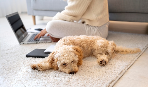 Feche o trabalhador e o cachorro em casa
