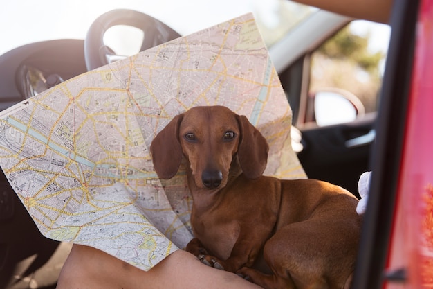 Feche o viajante com um cachorro fofo e um mapa