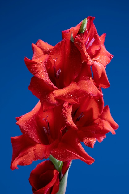 Feche os detalhes da flor de gladíolo