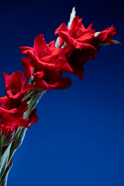 Feche os detalhes da flor de gladíolo